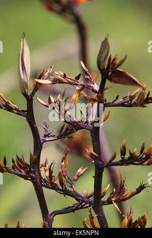 New Zealand flax flower south island New Zealand Stock Photo