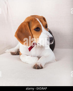 Portrait of a beagle dog sitting on the sofa. Stock Photo