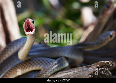 Thailand, Chiang Mai, countryside, snakes on tree branch Stock Photo