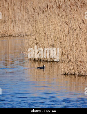 Italy, Lazio, wwf Torre Flavia Natural Park beach (Rome Province), bird in the water Stock Photo