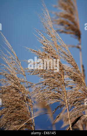 Italy, Lazio, Tyrrhenian sea, wwf Torre Flavia beach National Park (Rome Province), weeds Stock Photo