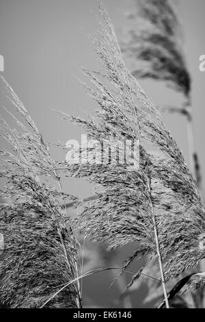 Italy, Lazio, Tyrrhenian sea, wwf Torre Flavia beach National Park (Rome Province), weeds Stock Photo