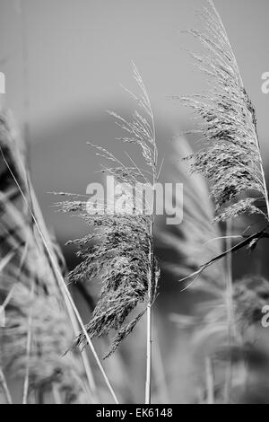 Italy, Lazio, Tyrrhenian sea, wwf Torre Flavia beach National Park (Rome Province), weeds Stock Photo