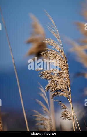 Italy, Lazio, Tyrrhenian sea, wwf Torre Flavia beach National Park (Rome Province), weeds Stock Photo