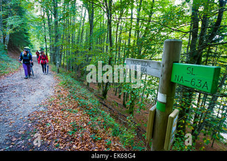 Forest in autumn. Irati Forest. Navarre, Spain. Europe Stock Photo