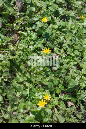 Lesser celandine - Ranunculus ficaria Stock Photo