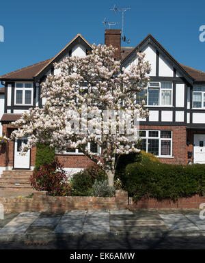 Magnolia tree outside suburban semi detached house Stock Photo