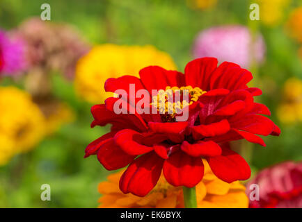Vibrant zinnia flowers in the home garden. Stock Photo