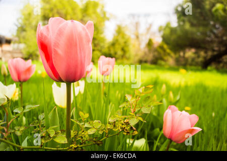 Wild tulips in an overgrown grassy field with flowers. Stock Photo