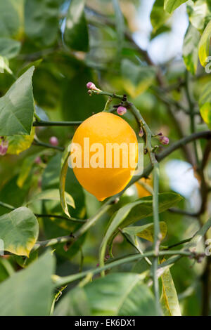 Citrus limon 'meyer' . Lemon fruit on tree Stock Photo