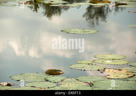 Round lotus (nelumbo nucifera) leaves on a pond, Lugo (RA), Italy Stock Photo