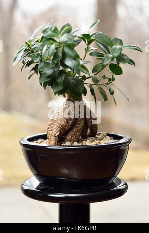 Bonzai Money Tree in black pot on a pedestal by a window Stock Photo