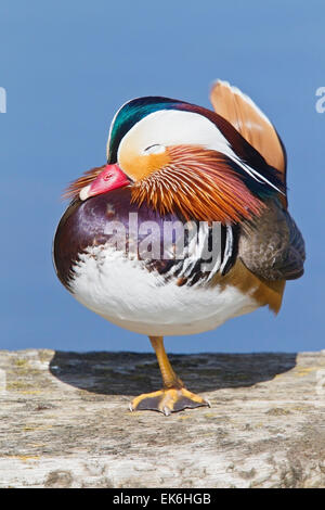 Mandarin duck (Aix galericulata) adult drake in summer plumage standing on one leg, Norfolk, England, United Kingdom