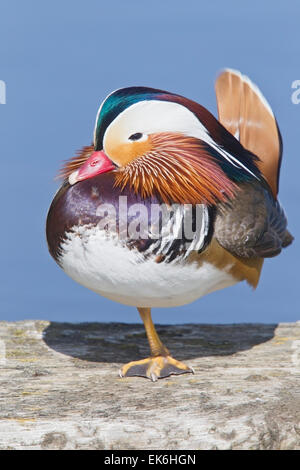Mandarin duck (Aix galericulata) adult drake in summer plumage standing on one leg, Norfolk, England, United Kingdom Stock Photo