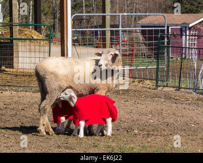 Mama sheep nurses her two young lambs Stock Photo