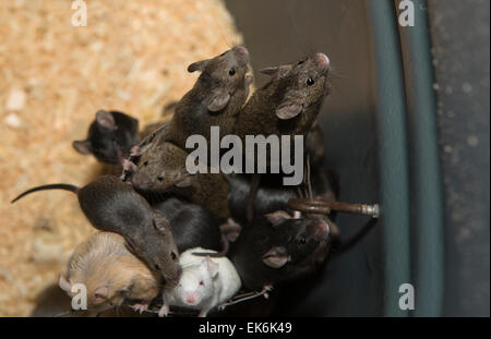 Containers to breed rats and mice, food captive raptors AMUS Center wildlife recovery Stock Photo