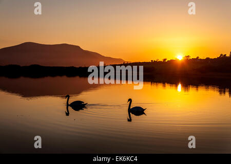 Ardara, County Donegal, Ireland. 7th April, 2015. Ireland Weather: Swans at sunset on Lake Shanaghan after a warm sunny day on Ireland's west coast. Credit:  Richard Wayman/Alamy Live News Stock Photo