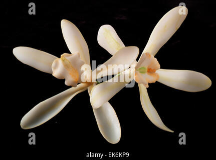 white vanilla flower , vanilla planifolia,, close up isolated on a black background Stock Photo