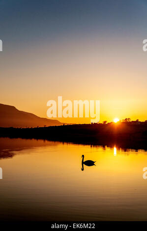 Ardara, County Donegal, Ireland. 7th April, 2015. Ireland Weather: Swan at sunset on Lake Shanaghan after a warm sunny day on Ireland's west coast. Credit:  Richard Wayman/Alamy Live News Stock Photo