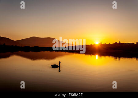 Ardara, County Donegal, Ireland. 7th April, 2015. Ireland Weather: Swan at sunset on Lake Shanaghan after a warm sunny day on Ireland's west coast. Credit:  Richard Wayman/Alamy Live News Stock Photo