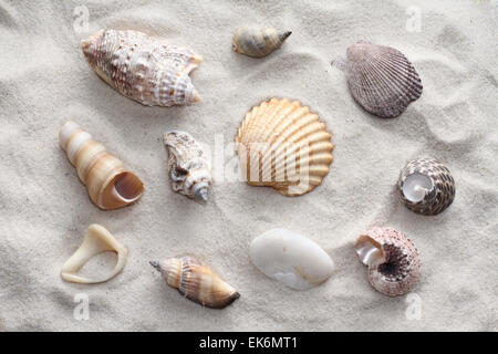 Sea shells on the sand Stock Photo