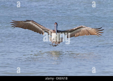 Brown Pelican (Pelecanus occidentalis), juvenile bird landing on sea, Florida, USA Stock Photo