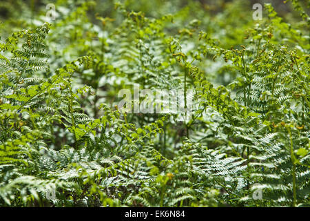 Pteridium aquilinum meadow, marshes of Doñana, Huelva, Spain Stock Photo