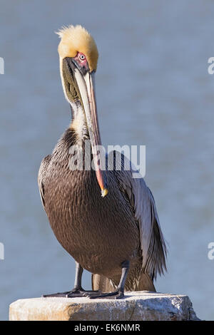 Brown Pelican (Pelecanus occidentalis), adult in breeding plumage, standing on post, Florida, USA Stock Photo