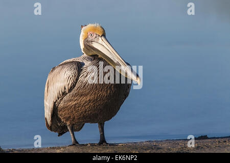 Brown Pelican (Pelecanus occidentalis), adult in breeding plumage, standing on ground, Florida, USA Stock Photo