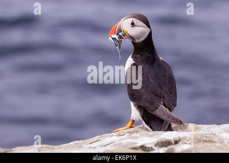 Atlantic Puffin (Fratercula arctica) adult standing on rock with beak full of fish, Farne Isles, Northumberland, England, UK Stock Photo