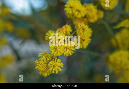 Acacia pycnantha (Golden Wattle) is Australia's floral emblem. It is a tree which flowers in late winter and spring, producing a Stock Photo