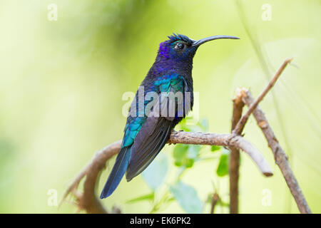 Violet Sabrewing (Campylopterus hemileucurus) adult male perched on branch in rainforest, Costa Rica, central America Stock Photo
