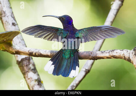 Violet Sabrewing (Campylopterus hemileucurus) adult male in wing threat display while perched on branch, Costa Rica Stock Photo