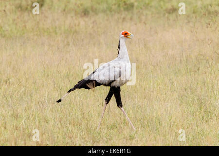 Secretary Bird (Sagittarius serpentarius) adult walking through grass on plains, Masai Mara, Kenya, East Africa Stock Photo