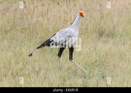 Secretary Bird (Sagittarius serpentarius) adult walking through grass on plains, Masai Mara, Kenya, East Africa Stock Photo