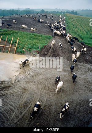 Overhead view of cows coming in from the pasture for milking.  Rainy day on an upstate New York dairy farm. Stock Photo