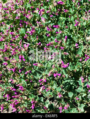 Desert Four O'Clock, Mirabilis multiflora, wildflower in bloom, Central Colorado, USA Stock Photo