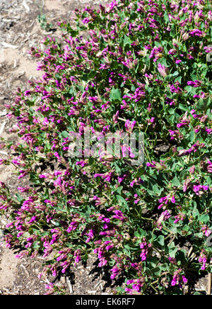 Desert Four O'Clock, Mirabilis multiflora, wildflower in bloom, Central Colorado, USA Stock Photo