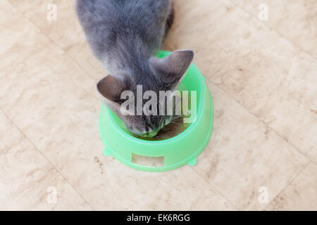 kitten eating from green bowl.  very angry cat Stock Photo