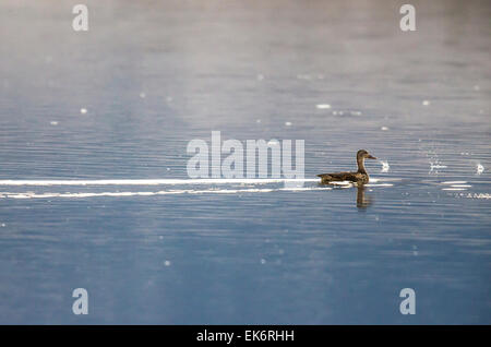 Female Mallard or wild duck (Anas platyrhynchos) dabbling duck at sunset, Monte Vista National Wildlife Refuge, Colorado, USA Stock Photo