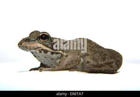 Perez's Frog or Pelophylax perezi is found in southern France Portugal Spain and two sites in the United Kingdom; in Spain it is Stock Photo