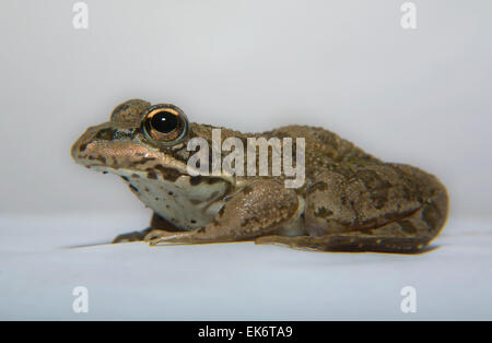 Perez's Frog or Pelophylax perezi is found in southern France Portugal Spain and two sites in the United Kingdom; in Spain it is Stock Photo