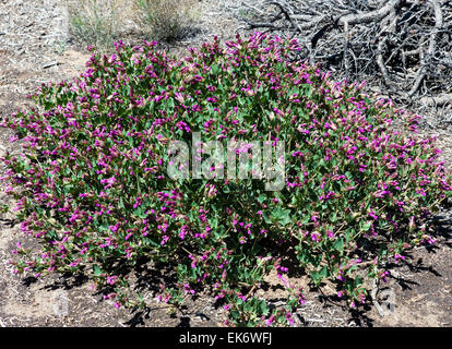 Desert Four O'Clock, Mirabilis multiflora, wildflower in bloom, Central Colorado, USA Stock Photo