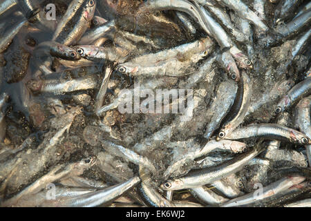Fresh anchovies in market at Malaga, Spain The European anchovy Engraulis encrasicolus is a forage fish somewhat related to the Stock Photo