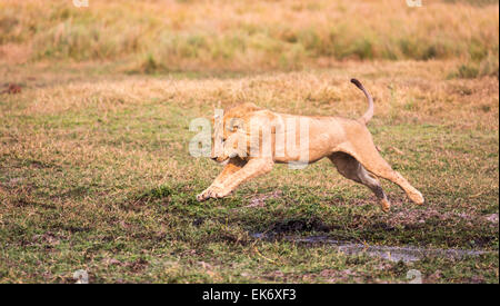 Male lion (Panthera leo) jumping across a stream, Duba Plains, Kwedi Reserve, Okavango Delta, Botswana, southern Africa Stock Photo