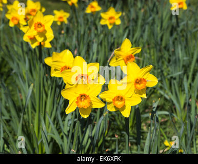 Narcissus 'Pinza' at RHS Gardens, Wisley, Surrrey, UK: yellow petals with large cup or trumpet shaped orange corona Stock Photo