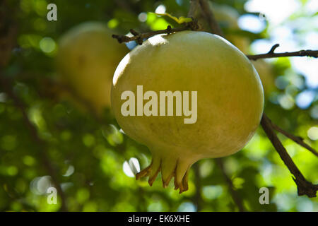 Pomegranate fruits half-mature (Punica granatum) a fruit-bearing deciduous shrub or small Stock Photo