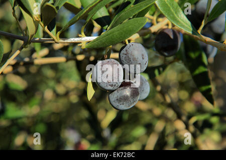 Detail of dark violet olive tree branch, Badajoz, Espain Stock Photo