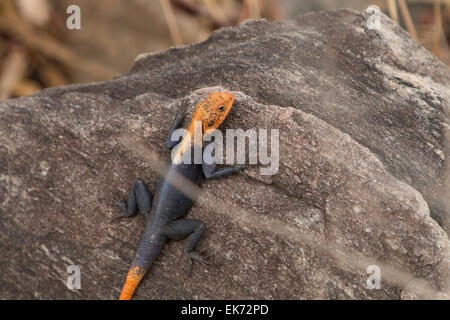 Red headed Agama lizard - Kidepo Valley National Park in Northern Uganda, East Africa Stock Photo