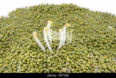 Vigna radiata,Plants, legumes, small cooking and beverages. Health Benefits On a white background Stock Photo